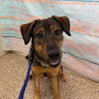 Shepherd and Mixed Breed Dogs Available for Adoption - Kona Bear | PetCurious