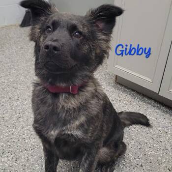 Norwegian Elkhound Dogs Available for Adoption in Parkersburg, West Virginia - Gibby | PetCurious