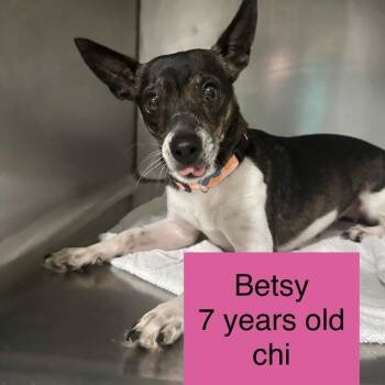 Chihuahua and None Dogs Available for Adoption in Tampa, Florida - Betsy | PetCurious