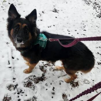 Shepherd and Collie Dogs Available for Adoption in Austin, Texas - Sombra | PetCurious