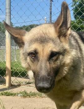 Sable -  German Shepherd Dog Dog for Adoption in Glasgow, Kentucky - Sable | PetCurious