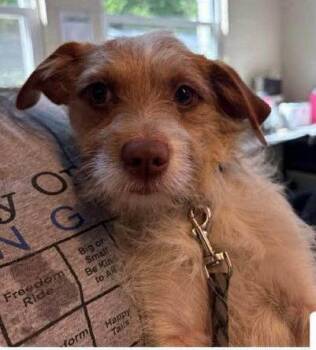 Roger -  Terrier Dog for Adoption in Newport, Kentucky - Roger | PetCurious