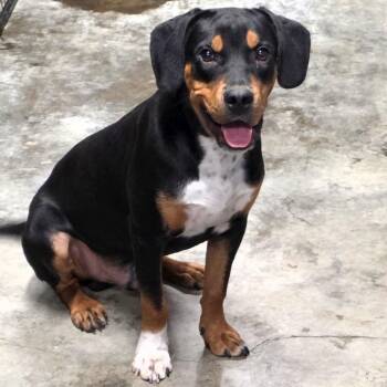 Brody -  Hound and Mixed Breed Dog for Adoption in Falls Church, Virginia - Brody | PetCurious