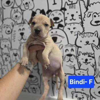 Bindi -  Labrador Retriever and Mixed Breed Dog for Adoption in Griswold, Connecticut - Bindi | PetCurious