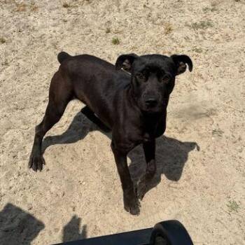 Pit Bull Terrier Dogs Available for Adoption in Valdosta, Georgia - Pixel | PetCurious