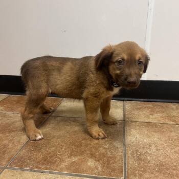 FWT Denali -  Labrador Retriever and Shepherd Dog for Adoption in Midland, Texas - FWT Denali | PetCurious