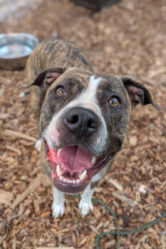 Rescue Mixed Breed Dogs for Adoption in Cincinnati, Ohio - Squeaky | PetCurious