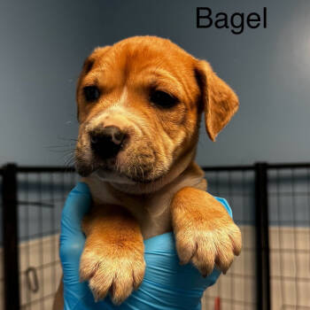 Rescue American Staffordshire Terrier Dogs for Adoption in San Antonio, Texas - Bagel | PetCurious