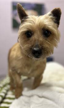 Cairn Terrier Dogs Available for Adoption - Bambi-PUPPYMILL RESCUE | PetCurious
