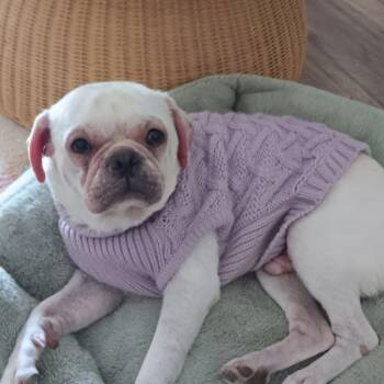 Puggle Dogs Available for Adoption in Marana, Arizona - PEABODY | PetCurious