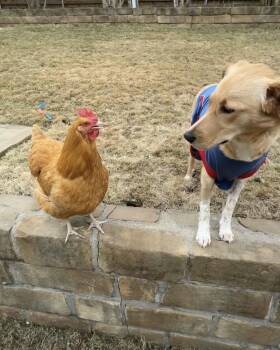 Golden Retriever Dogs Available for Adoption - Lumi | PetCurious