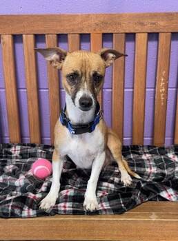 **MARME** -  Terrier Dog for Adoption in North Prairie, Wisconsin - **MARME** | PetCurious