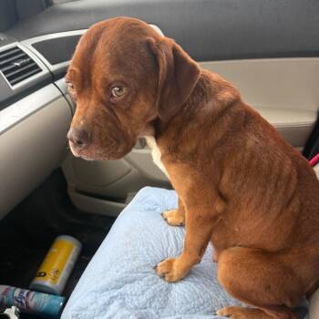 American Bulldog and Mixed Breed Dogs Available for Adoption - Baby | PetCurious