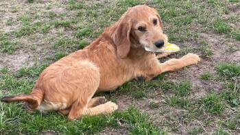 Bloodhound and Golden Retriever Dogs Available for Adoption - Larry | PetCurious