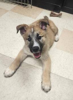 Shepherd Dogs Available for Adoption in Maumelle, Arkansas - Bynx | PetCurious