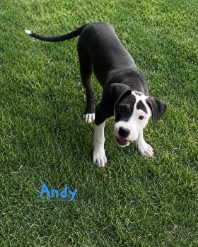 Andy Mayberry -  Pit Bull Terrier Dog for Adoption in Redfield, Arkansas - Andy Mayberry | PetCurious