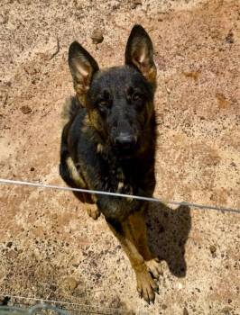 Psalm -  German Shepherd Dog Dog for Adoption in Gilmer, Texas - Psalm | PetCurious