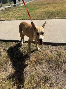COMMANDO -  Pit Bull Terrier Dog for Adoption in Corpus Christi, Texas - COMMANDO | PetCurious