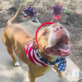 Rescue Pit Bull Terrier Dogs for Adoption in Newark, New Jersey - Princess | PetCurious