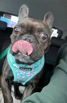 French Bulldog Dogs Available for Adoption - Penelope  | PetCurious