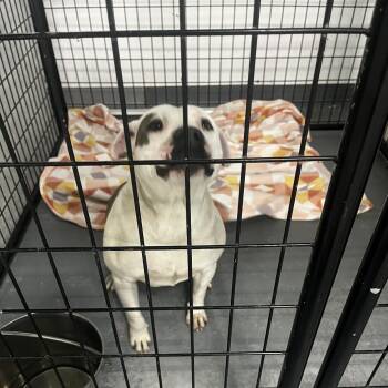 Terrier Dogs Available for Adoption in St. Louis, Missouri - Limearita | PetCurious