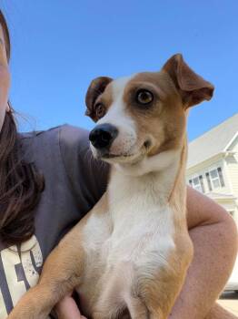 Lunita -  Chihuahua Dog for Adoption in Holly Springs, North Carolina - Lunita | PetCurious