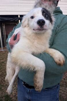 Australian Cattle Dog Blue Heeler and Great Pyrenees Dogs Available for Adoption - Dino The Happy Pup Who’s Ready To Be Your Best Friend | PetCurious