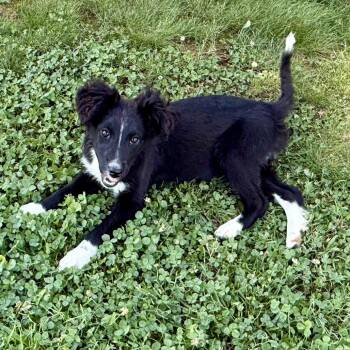 Lily -  Border Collie Dog for Adoption in Jefferson City, Tennessee - Lily | PetCurious
