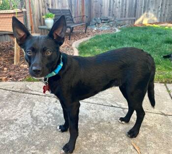 Chihuahua Dogs Available for Adoption - 26Sky | PetCurious