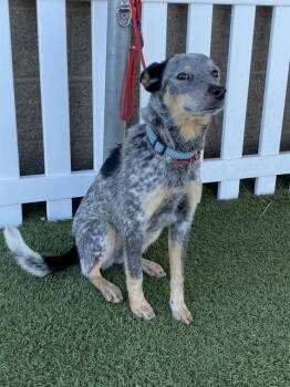 BLUEY -  Australian Cattle Dog Blue Heeler Dog for Adoption in Modesto, California - BLUEY | PetCurious