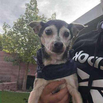 Chihuahua Dogs Available for Adoption - Pepe PP OS NV PDR | PetCurious