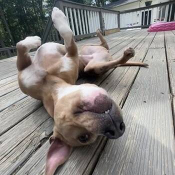 Prancer -  American Staffordshire Terrier and Mixed Breed Dog for Adoption in Richmond, Virginia - Prancer | PetCurious