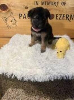 #2 Pink -  Mixed Breed Dog for Adoption in Hot Springs, South Dakota - #2 Pink | PetCurious