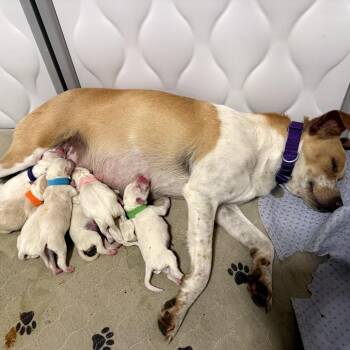 Magnolia 22162 -  Jack Russell Terrier and Mixed Breed Dog for Adoption in Cumming, Georgia - Magnolia 22162 | PetCurious