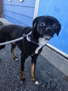 Rescue Chihuahua Dogs for Adoption in Philadelphia, Pennsylvania - Cry Baby | PetCurious