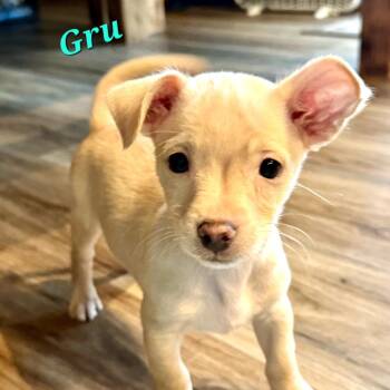 Gru -  Chihuahua Dog for Adoption in Monticello, Iowa - Gru | PetCurious