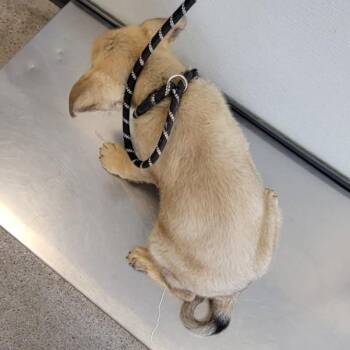Rocket -  Mixed Breed Dog for Adoption in Las Cruces, New Mexico - Rocket | PetCurious