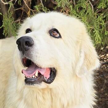 Beautiful Ms Butters de Golden Pyr - Bonded Pair -  Great Pyrenees and Golden Retriever Dog for Adoption in North Valley, New Mexico - Beautiful Ms Butters De Golden Pyr - Bonded Pair | PetCurious