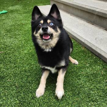 Jaxson -  Husky and Pomeranian Dog Available for Adoption in Bedford, New Hampshire - Jaxson | PetCurious
