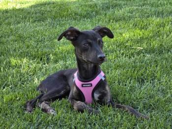 Demi -  Whippet Dog for Adoption in Colorado Springs, Colorado - Demi | PetCurious