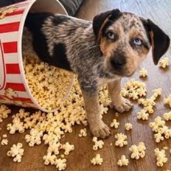 Popcorn -  Mixed Breed Dog for Adoption in Green Valley, Arizona - Popcorn | PetCurious