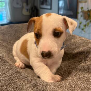 Bolt -  Jack Russell Terrier Dog Available for Adoption - Bolt | PetCurious