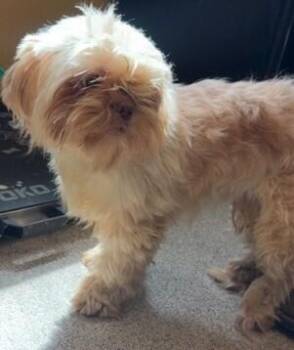 Shih Tzu Dogs Available for Adoption - Grant | PetCurious
