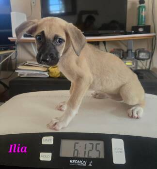 Labrador Retriever Dogs Available for Adoption in Huntington, New York - Ilia | PetCurious