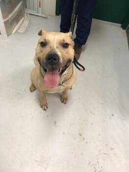 Pit Bull Terrier and Bull Terrier Dogs Available for Adoption in Mount Gilead, Ohio - Bruno | PetCurious