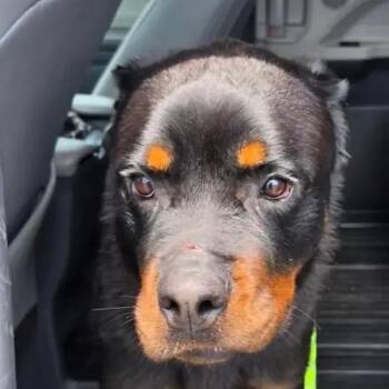 Sai -  Rottweiler Dog for Adoption in Polk, Ohio - Sai | PetCurious