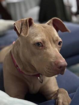 Gia -  Mixed Breed Dog for Adoption in West Chester, Pennsylvania - Gia | PetCurious