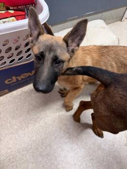 Mable -  German Shepherd Dog Dog for Adoption in Virginia, Minnesota - Mable | PetCurious