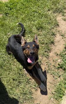 German Shepherd Dog and Mixed Breed Dogs Available for Adoption in Lagrange, Indiana - Clark | PetCurious