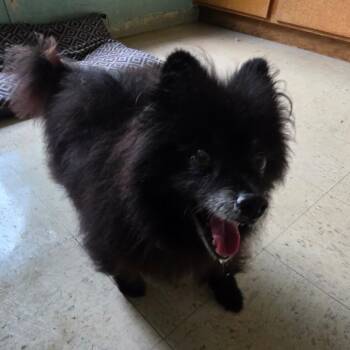 Bear -  Pomeranian Dog for Adoption in Melrose, Florida - Bear | PetCurious